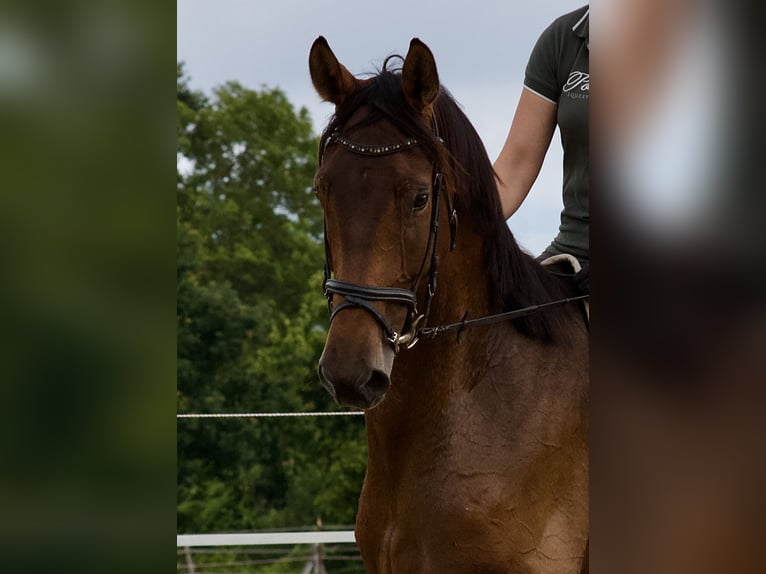 Hanoverian Gelding 5 years 17,3 hh Brown-Light in Stafstedt Hanoverian Gelding 5 years 17,3 hh Brown-Light in Stafstedt