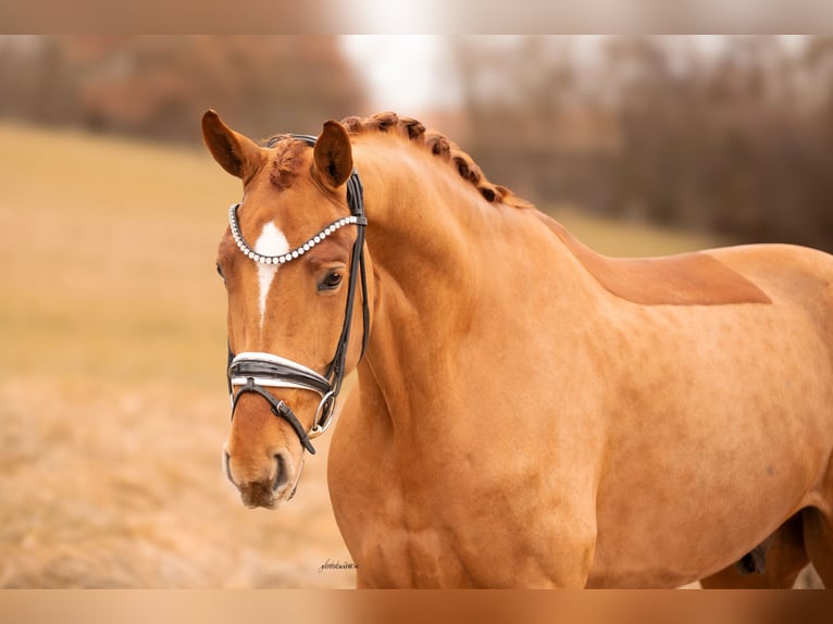 Hanoverian Gelding 5 years 17,3 hh Chestnut-Red in Lehrberg