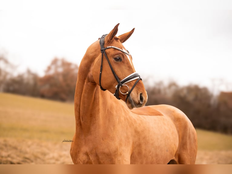 Hanoverian Gelding 5 years 17,3 hh Chestnut-Red in Lehrberg