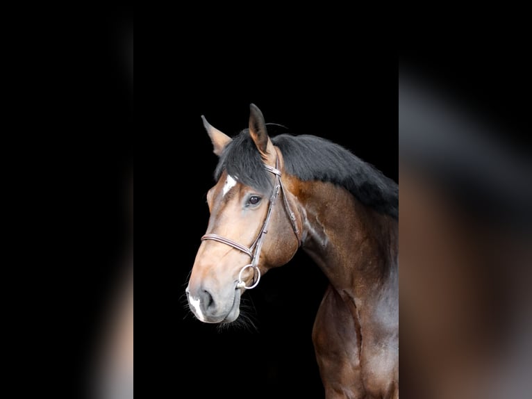Hanoverian Gelding 5 years 18 hh Bay-Dark in Porta Westfalica