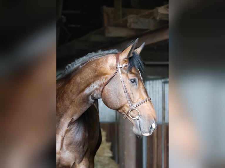 Hanoverian Gelding 5 years 18 hh Bay-Dark in Porta Westfalica