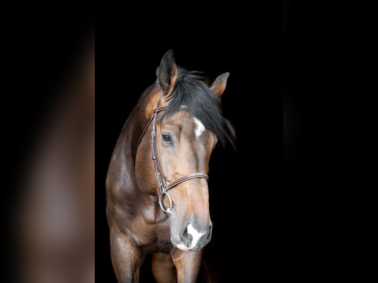 Hanoverian Gelding 5 years 18 hh Bay-Dark in Porta Westfalica