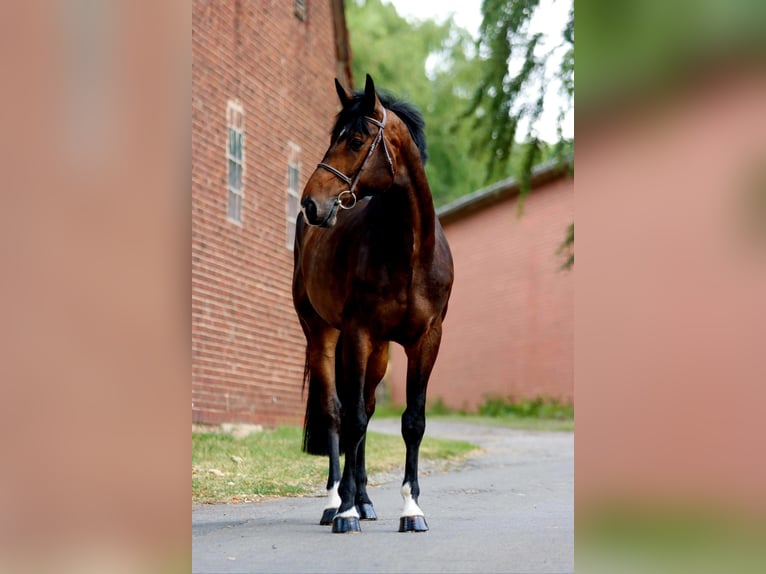 Hanoverian Gelding 5 years 18 hh Bay-Dark in Porta Westfalica