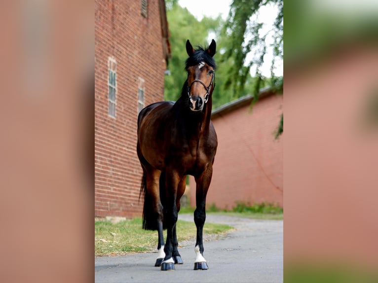 Hanoverian Gelding 5 years 18 hh Bay-Dark in Porta Westfalica