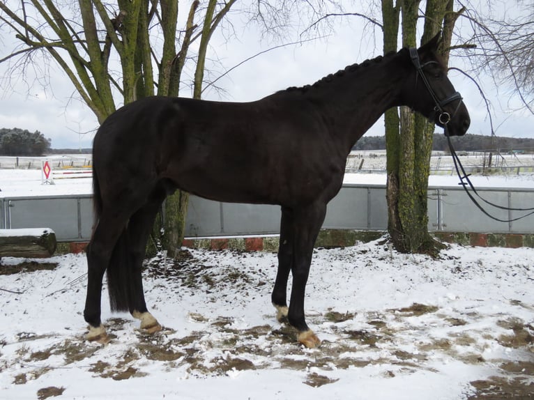 Hanoverian Gelding 5 years 18 hh Black in Bernau