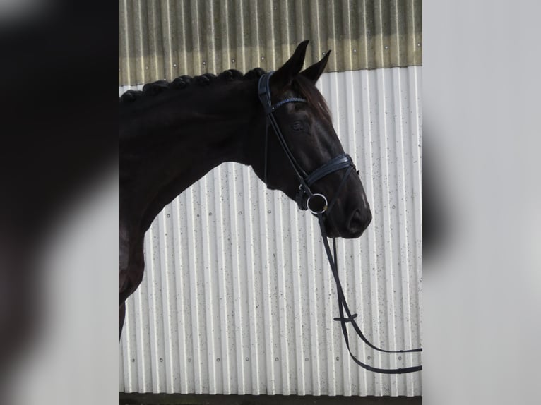 Hanoverian Gelding 5 years 18 hh Black in Bernau