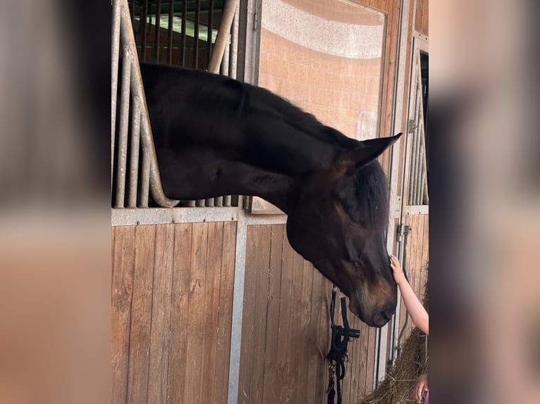 Hanoverian Gelding 5 years 18 hh Brown in Griesheim