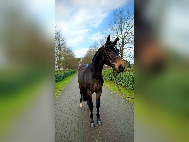Hanoverian Gelding 5 years Bay-Dark in Visbek Hanoverian Gelding 5 years Bay-Dark in Visbek