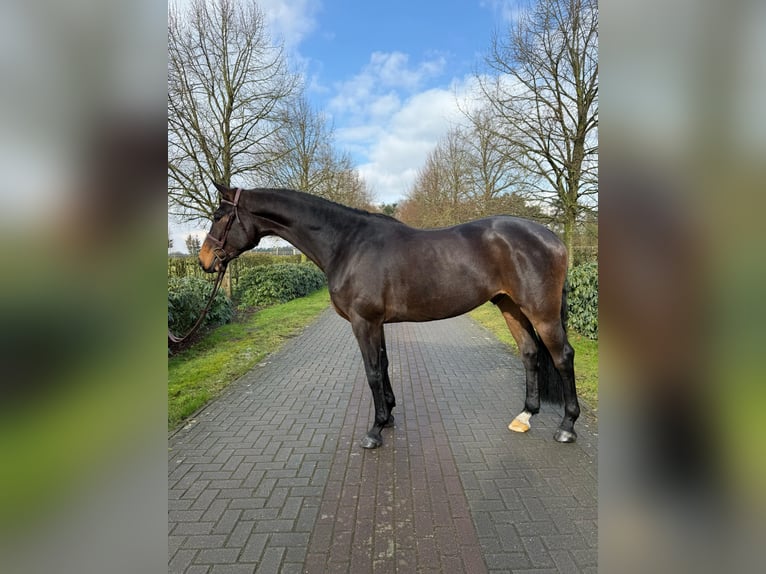 Hanoverian Gelding 5 years Bay-Dark in Visbek Hanoverian Gelding 5 years Bay-Dark in Visbek