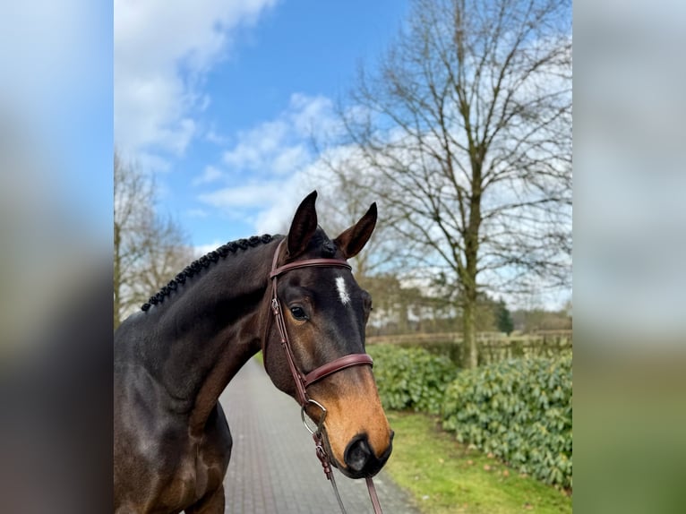 Hanoverian Gelding 5 years Bay-Dark in Visbek Hanoverian Gelding 5 years Bay-Dark in Visbek