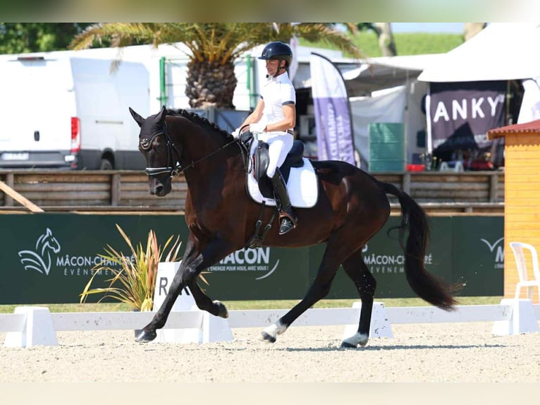 Hanoverian Gelding 5 years Black in Les Echelles