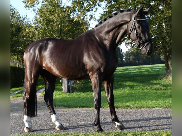 Hanoverian Gelding 5 years Black in MarkeloMarkelo