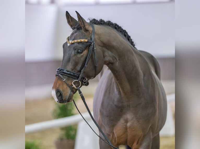 Hanoverian Gelding 5 years Brown in Münster-Handorf