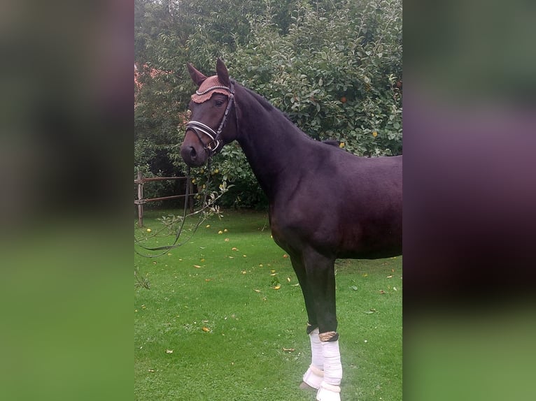 Hanoverian Gelding 5 years Smoky-Black in Uetze