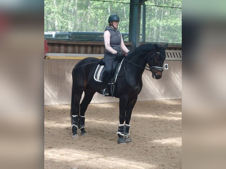 Hanoverian Gelding 5 years Smoky-Black in Uetze