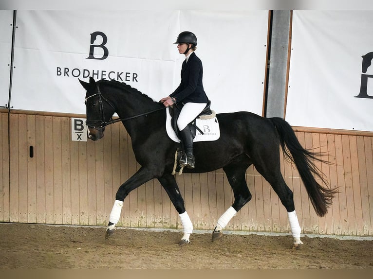 Hanoverian Gelding 5 years Smoky-Black in Riedstadt