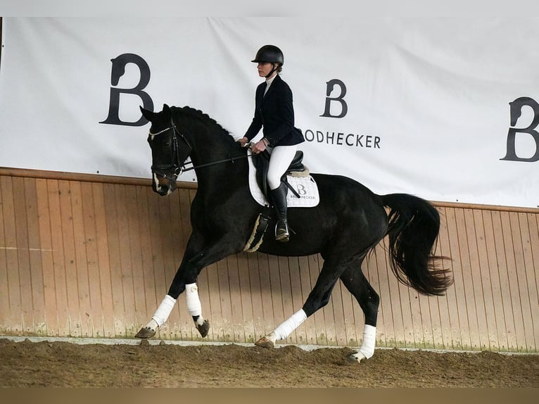 Hanoverian Gelding 5 years Smoky-Black in Riedstadt
