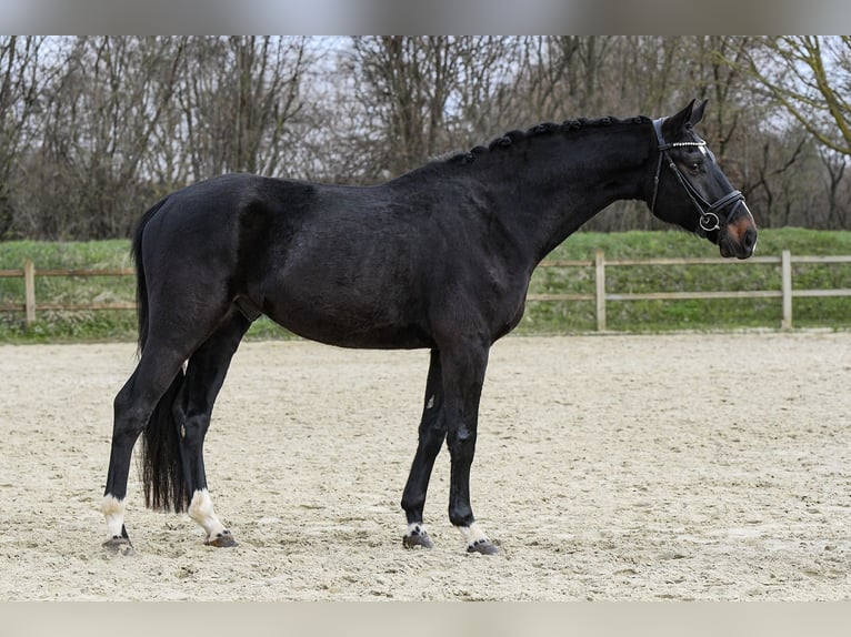 Hanoverian Gelding 5 years Smoky-Black in Riedstadt