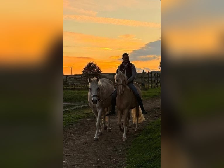 Hanoverian Gelding 6 years 14,1 hh Palomino in Pulheim
