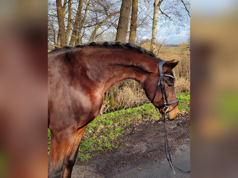 Hanoverian Gelding 6 years 15,1 hh Brown in Ovelgönne