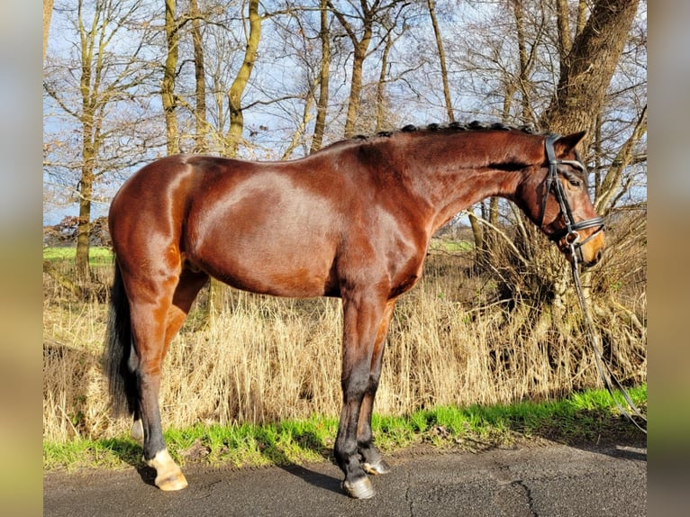 Hanoverian Gelding 6 years 15,1 hh Brown in Ovelgönne