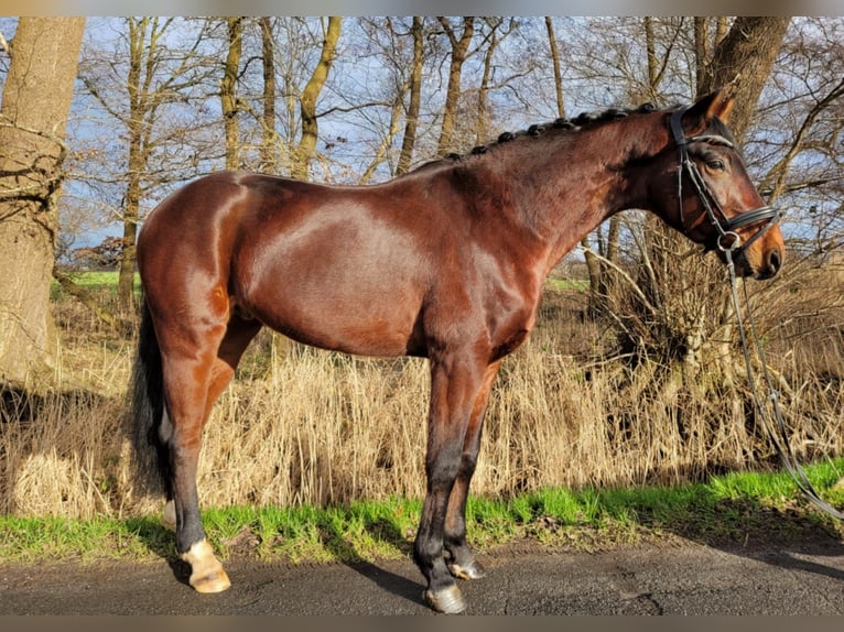 Hanoverian Gelding 6 years 15,1 hh Brown in Ovelgönne