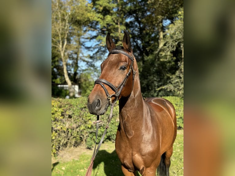 Hanoverian Gelding 6 years 15,2 hh Brown in Haselünne