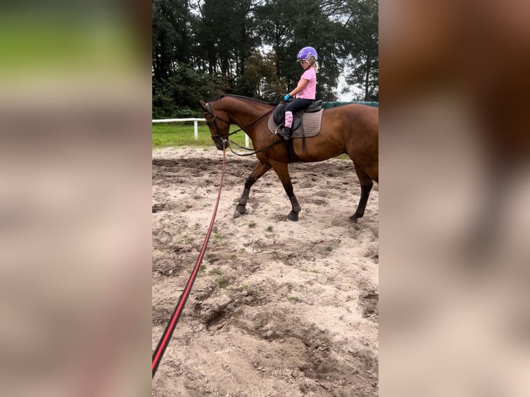 Hanoverian Gelding 6 years 15,2 hh Brown in Haselünne