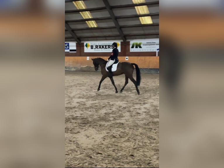 Hanoverian Gelding 6 years 15,2 hh Brown in Haselünne