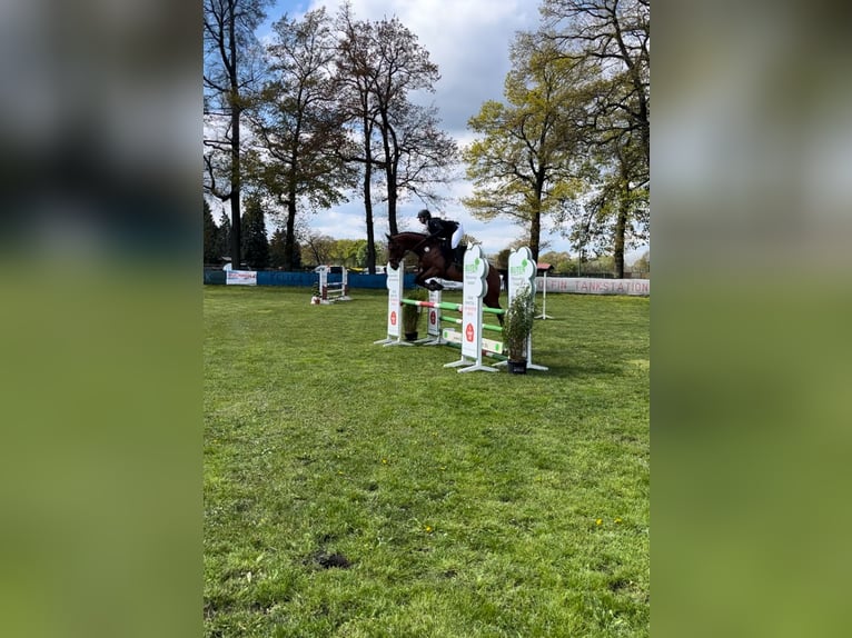 Hanoverian Gelding 6 years 15,2 hh Brown in Haselünne