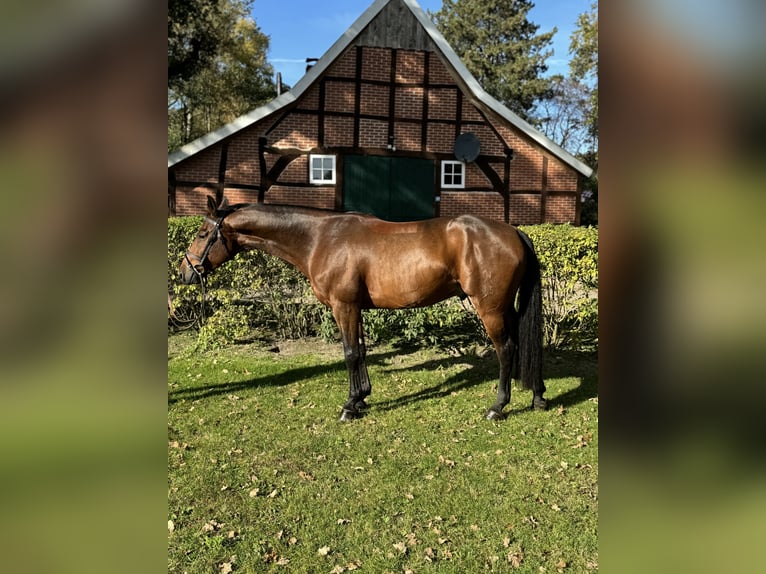 Hanoverian Gelding 6 years 15,2 hh Brown in Haselünne