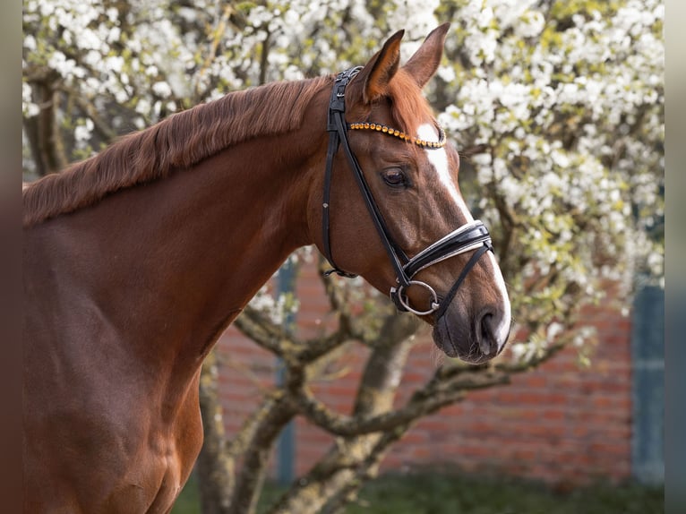 Hanoverian Gelding 6 years 15.2 hh Chestnut-Red in Garstedt