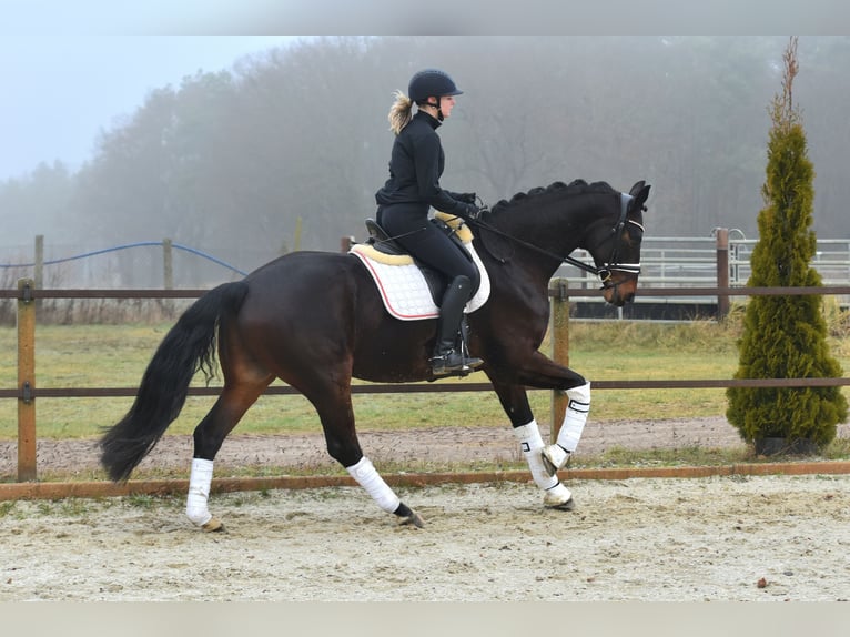 Hanoverian Gelding 6 years 15,3 hh Bay-Dark in Klötze