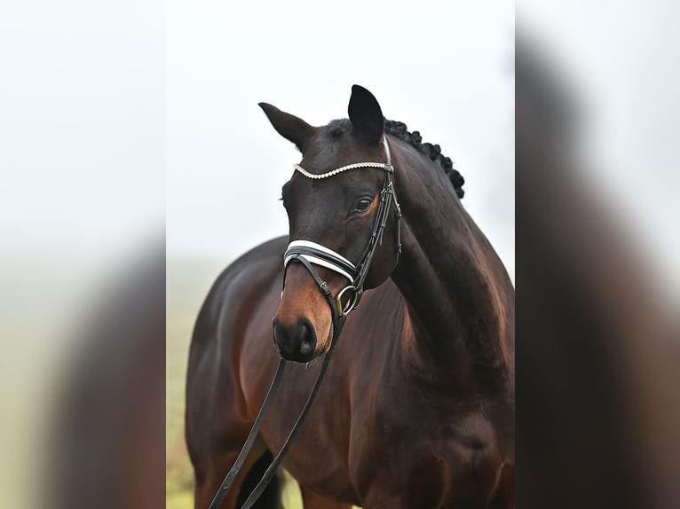 Hanoverian Gelding 6 years 15,3 hh Bay-Dark in Klötze