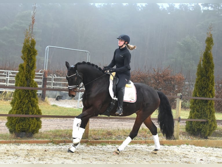 Hanoverian Gelding 6 years 15,3 hh Bay-Dark in Klötze