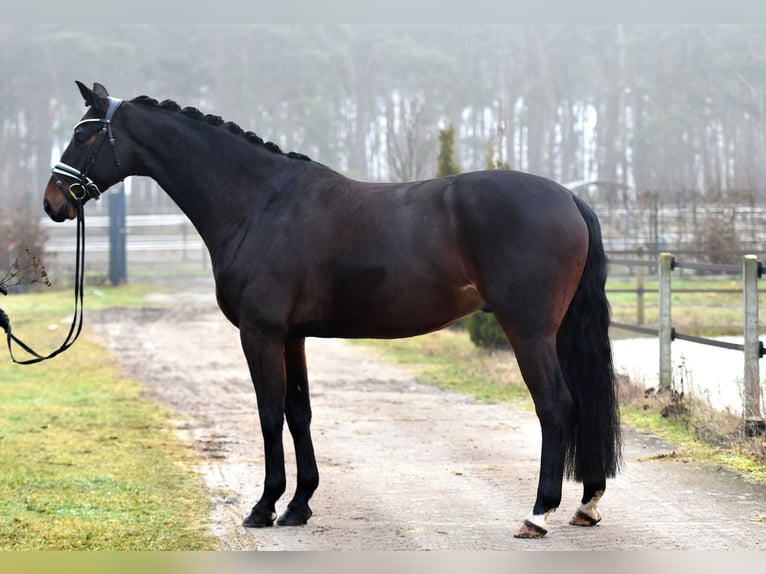 Hanoverian Gelding 6 years 15,3 hh Bay-Dark in Klötze