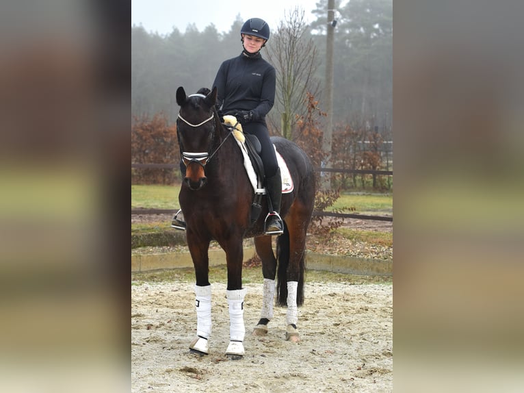 Hanoverian Gelding 6 years 15,3 hh Bay-Dark in Klötze