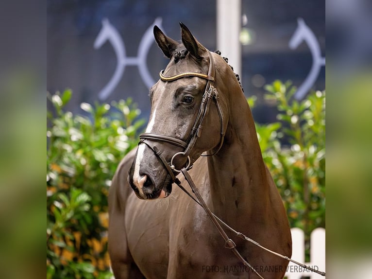 Hanoverian Gelding 6 years 15,3 hh Black in Verden