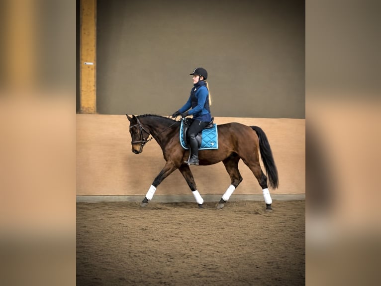 Hanoverian Gelding 6 years 15.3 hh Brown in Heide
