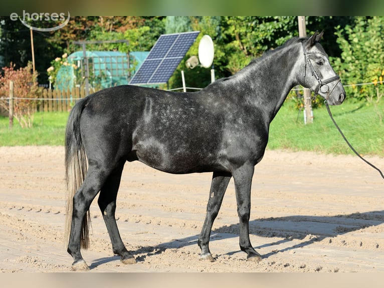 Hanoverian Gelding 6 years 15.3 hh Grey in Kutenholz