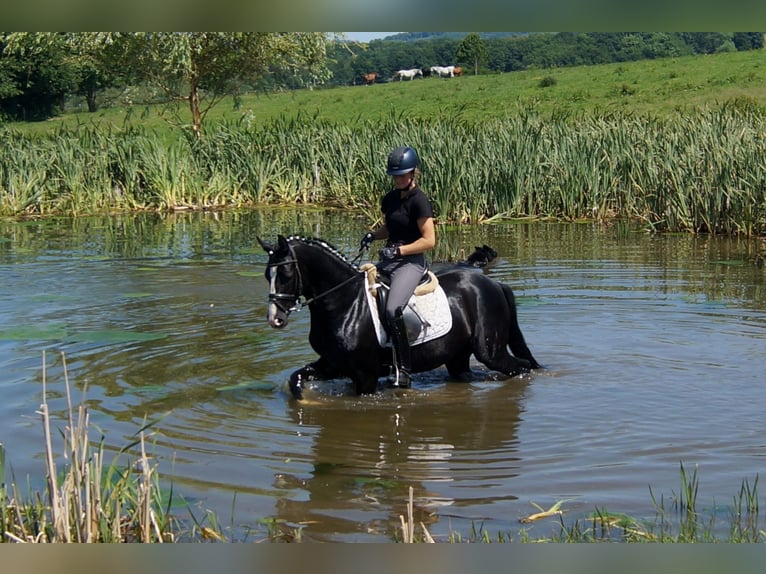 Hanoverian Gelding 6 years 15,1 hh Black in IserlohnIserlohn