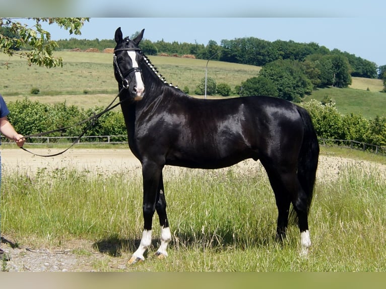 Hanoverian Gelding 6 years 15,1 hh Black in IserlohnIserlohn