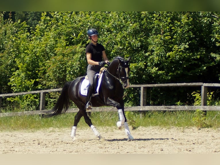Hanoverian Gelding 6 years 15,1 hh Black in IserlohnIserlohn