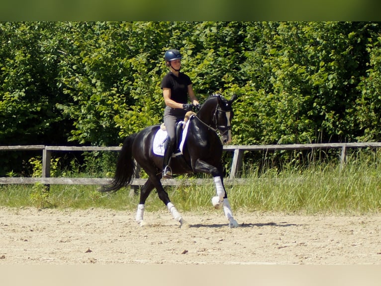 Hanoverian Gelding 6 years 15,1 hh Black in IserlohnIserlohn
