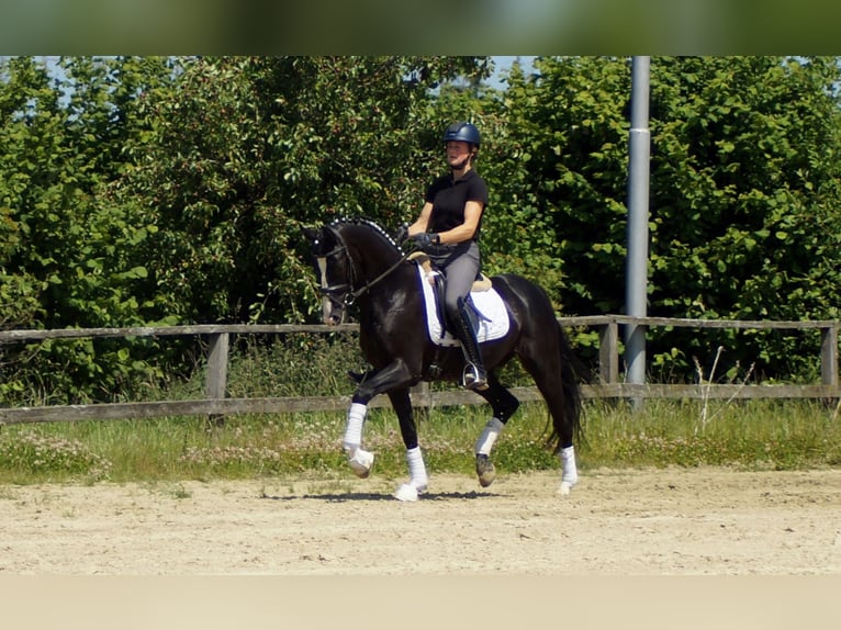 Hanoverian Gelding 6 years 15,1 hh Black in IserlohnIserlohn