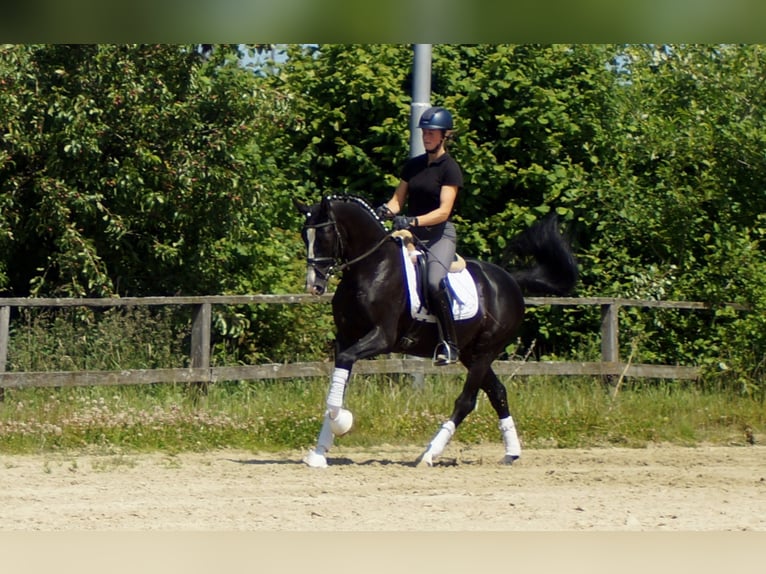 Hanoverian Gelding 6 years 15,1 hh Black in IserlohnIserlohn