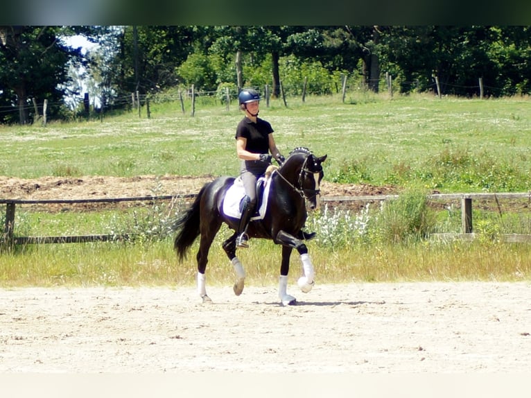 Hanoverian Gelding 6 years 15,1 hh Black in IserlohnIserlohn