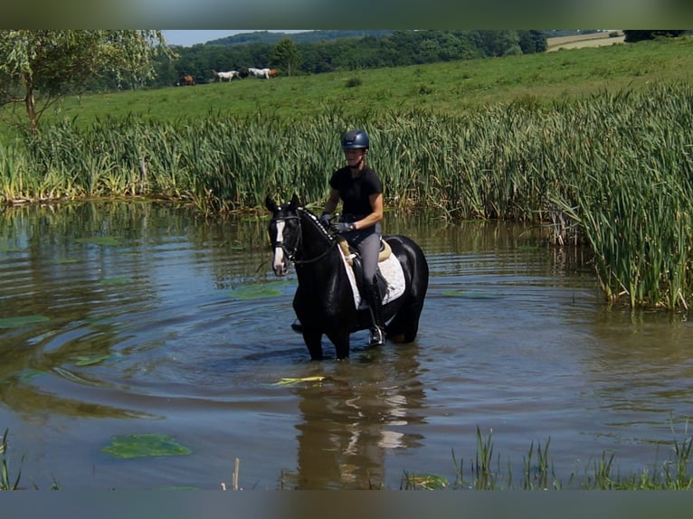 Hanoverian Gelding 6 years 15,1 hh Black in IserlohnIserlohn