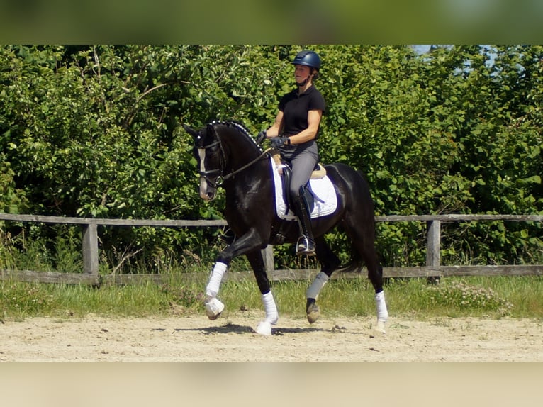 Hanoverian Gelding 6 years 15,1 hh Black in IserlohnIserlohn
