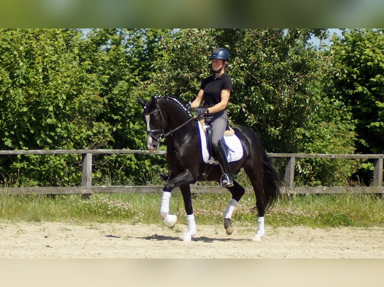 Hanoverian Gelding 6 years 15,1 hh Black in IserlohnIserlohn